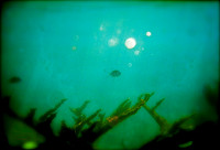 bubbles final