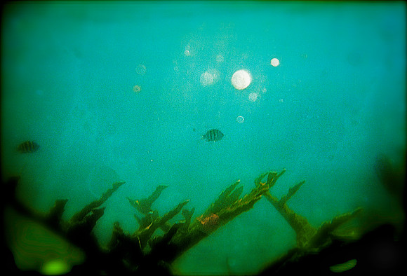 bubbles final
