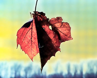 a leaf above the trees