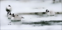 Frozen greater Water Chickens