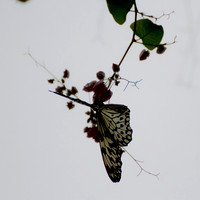 butterfly #1